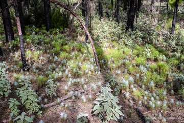 De ruta por el macizo de Tamadaba/Antonio Ali.